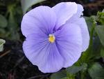 LAS FLORES - Articulo comunidad NING